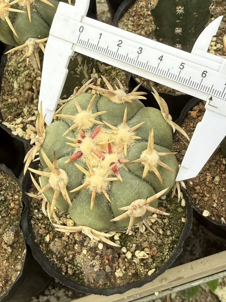 Echinocactus horizonthalonius RareSucculent cactus Plant Garden DŽcor Boutique Garden Plants