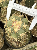 Echinocactus horizonthalonius RareSucculent cactus Plant Garden DŽcor Boutique Garden Plants