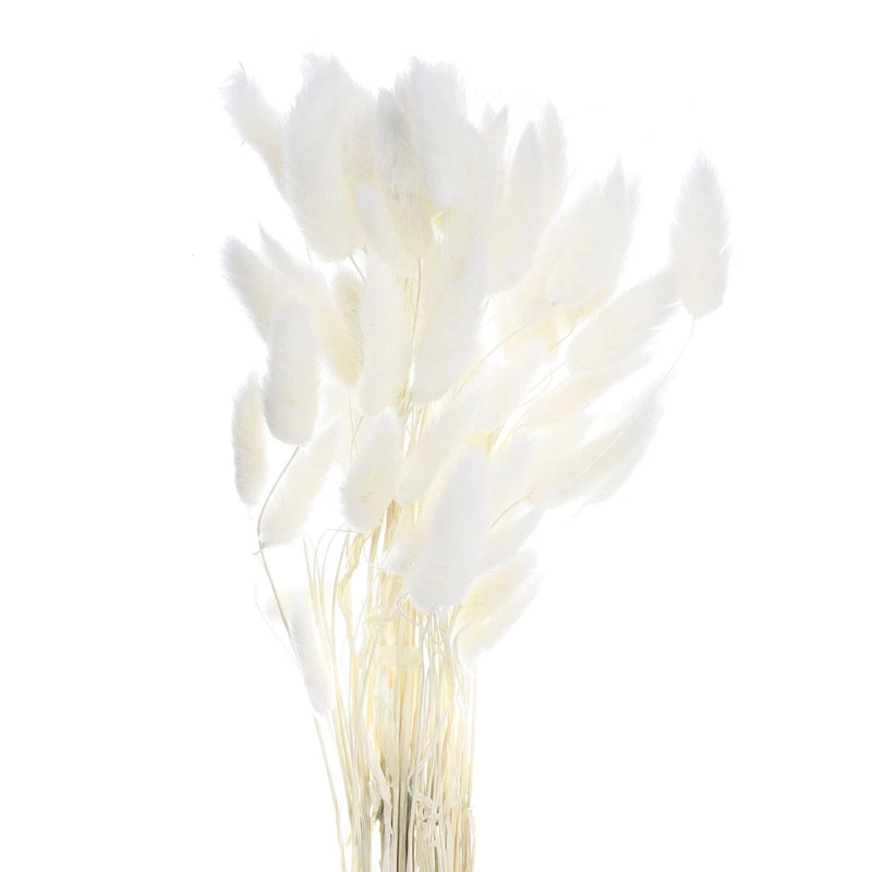 60pcs Natural Bunny Tails Dried Flowers 24" Mini Pampas Grass, White Dried Flower