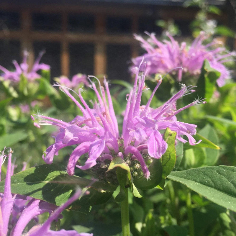 Lavender Bergamot Seeds (Monarda fistulosa) ~Native Wildflower Pollinator Garden Garden Plants