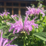 Lavender Bergamot Seeds (Monarda fistulosa) ~Native Wildflower Pollinator Garden Garden Plants