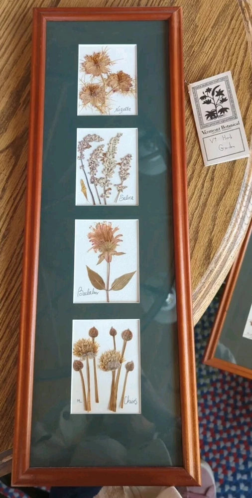 Wooden-framed dried botanical flower display with four pressed specimens