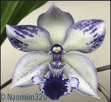 Tst Melinda Marie ÔBlue FairyÕ Bloom size Orchids