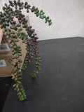 Hanging Pearl Succulent, Gorgeous Burgundy & Green, Retro Plastic Garden Plant Green Plant