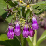 True Comfrey Seeds (Symphytum officinale var. patens) ~Traditional Herb Garden Garden Plants