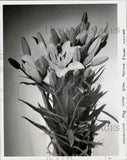 1981 Press Photo Connecticut king lilies from the Holland flower market Lily