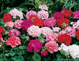 25+ Maverick Mix Geranium Seeds for Garden Planting - USA - FREE SHIPPING! Garden Plants