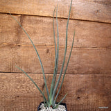 D4112 DRACAENA SERRULATA pot10-H43-W11 cm MaMa Cactus Green Plant