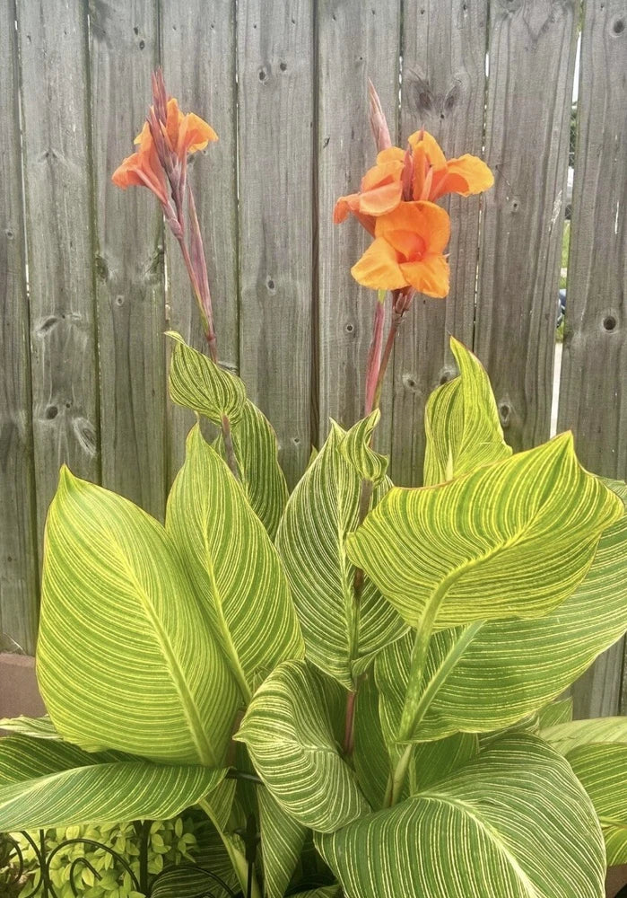 (1) Pretoria Bengal Tiger Striped Canna Lily Live Plant Rhizomes Orange RARE Lily