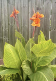 (1) Pretoria Bengal Tiger Striped Canna Lily Live Plant Rhizomes Orange RARE Lily