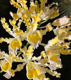 Myrmecophila Brysiana f alba Schomburgkia Live Orchid Plant Yellow White rare Orchids