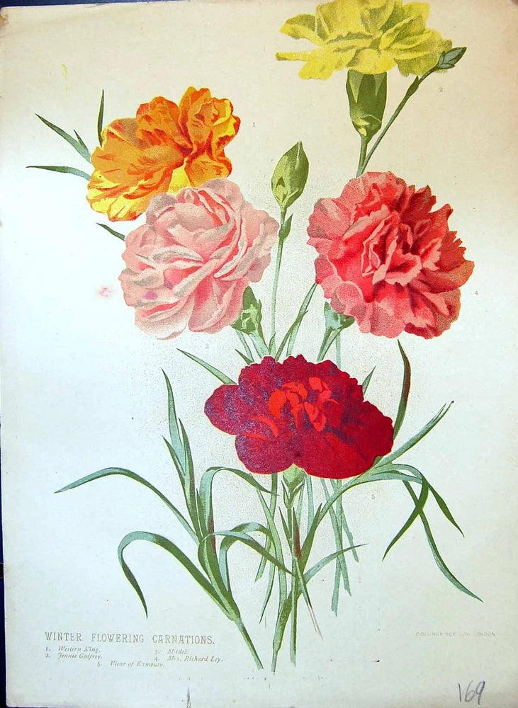 Old Winter Flowering Carnations Godfrey Mitdel Richard Ley Colour Flo Carnation