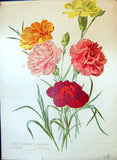 Old Winter Flowering Carnations Godfrey Mitdel Richard Ley Colour Flo Carnation
