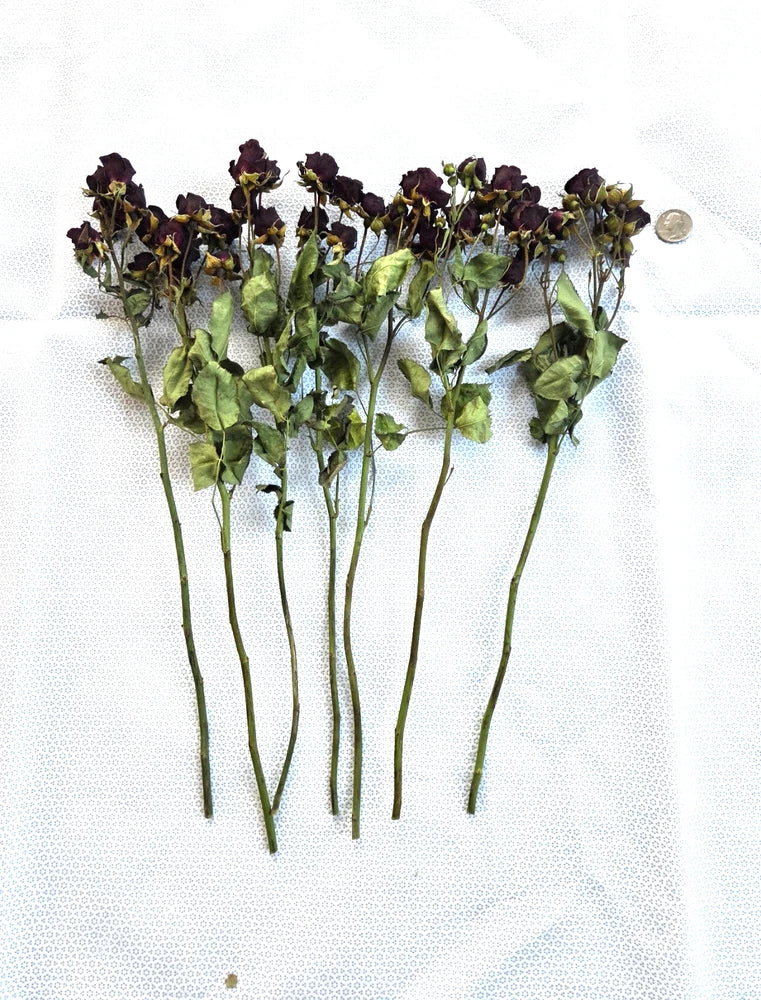 Dried rose stems with dark purple blossoms and green leaves on slender stems