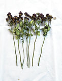 Air Dried Pruple, Red, and Yellow Roses Stems Dried Flower