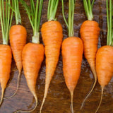 1100 CHANTENAY RED CORED CARROT SEEDS  FRESH HARVEST FOR GARDENS Garden Plants