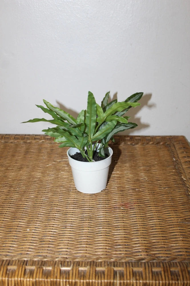 Williams Sonoma Artificial Potted Foliage Plant Green Plant