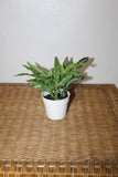 Williams Sonoma Artificial Potted Foliage Plant Green Plant