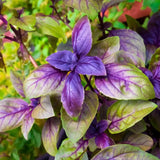 RED RUBIN BASIL 150 SEEDS NON - GMO FRESH FOR GARDENS Garden Plants