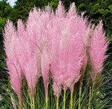 Cortaderia Pampas Grass Pink Plant Pink Rosea Cortaderia Selloana Plant 4-6"Tall Pampas Grass