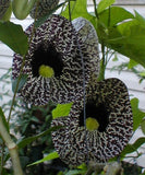 Aristolochia elegans | Elegant Dutchmans Pipe | Calico Flower | 50_Seeds Flowering Plants