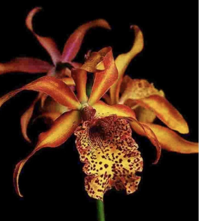 Orange and yellow speckled orchid flower with curled petals on green stem