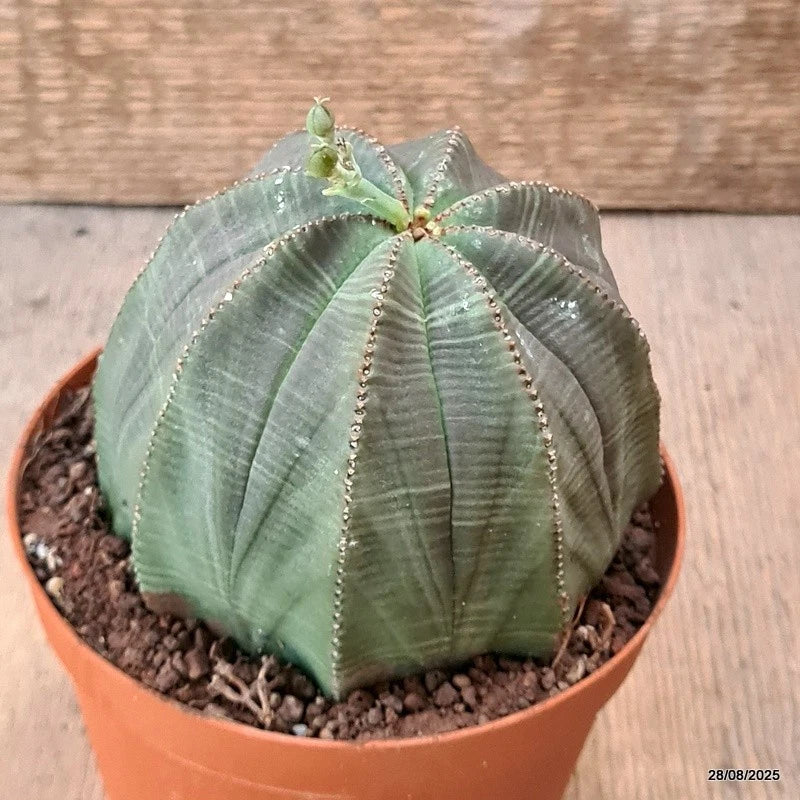 D6267 EUPHORBIA OBESA BALL pot12-H10-W10 cm MaMa Cactus Green Plant