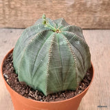 D6267 EUPHORBIA OBESA BALL pot12-H10-W10 cm MaMa Cactus Green Plant