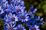 50 THE BLUES BLUE DAISY FELICIA Heterophylla Kingfisher Flower Seeds *Comb S/H Daisies