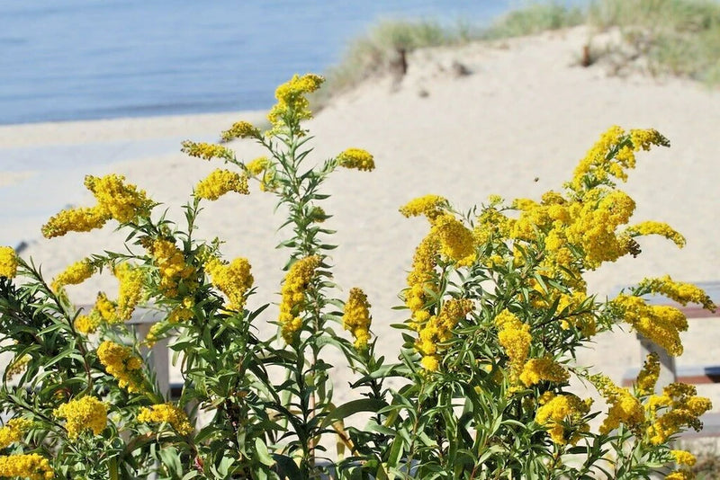 30 SEASIDE GOLDENROD SEEDS - Solidago sempervirens Garden Plants