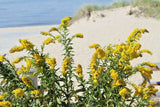 30 SEASIDE GOLDENROD SEEDS - Solidago sempervirens Garden Plants