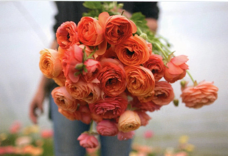 Handful of Ranunculus "La Belle Champagne," 2019 --New POSTCARD Ranunculus