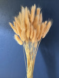 60 Natural Peach  Bunny Tails Lagurus Ovatus ~ Dried Flowers 20Ó Dried Flower