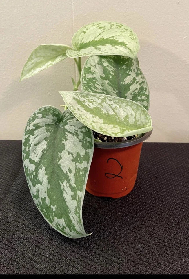 Scindapsus jade satin variegated plant in orange pot, green and cream speckled leaves