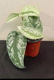 scindapsus jade satin variegated In Pot Orchids
