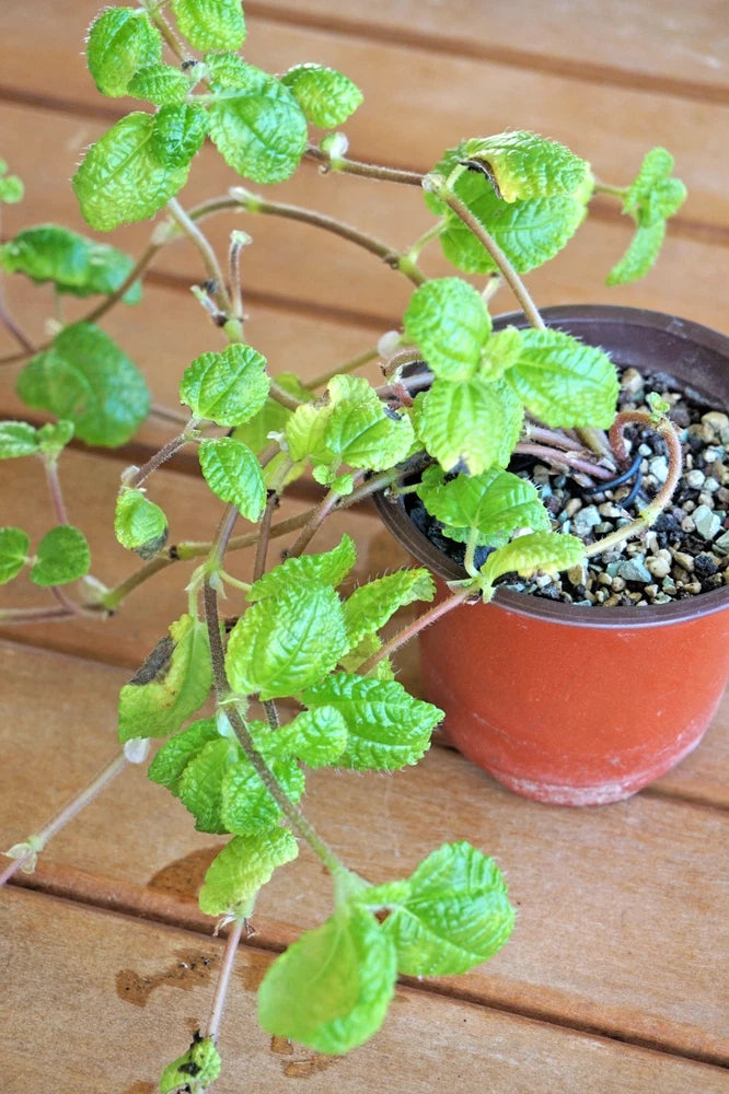 Creeping Charlie plant in small terracotta pot with trailing green stems