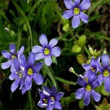30+ BLUE-EYED GRASS SISYRINCHIUM FLOWER SEEDS   /  PERENNIAL Flowering Plants
