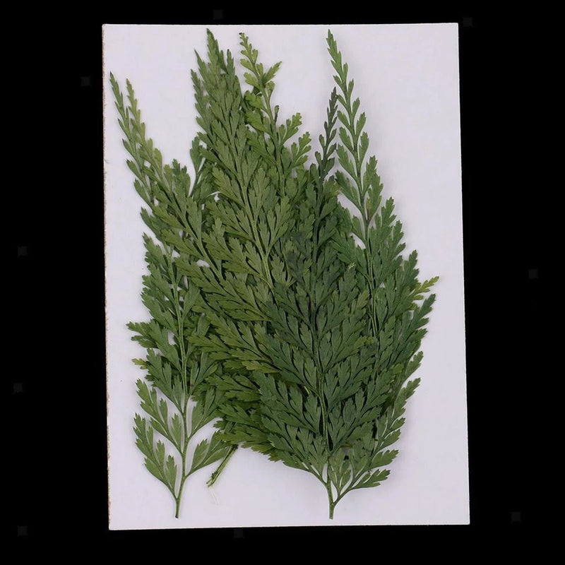 Pressed dried fern leaves set, green botanical pieces for crafts and DIY projects