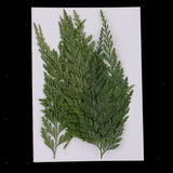 12x Pressed Dried Flowers Fern Leaves for DIY Phone Case Craft Bookmark Card Dried Flower