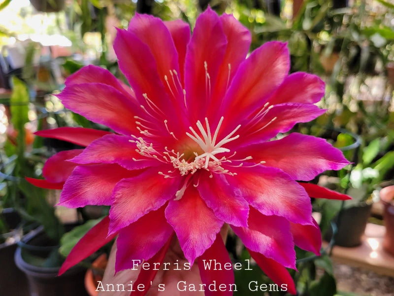 Epiphyllum Ferris Wheel orchid flower with bright pink-red petals and white stamens