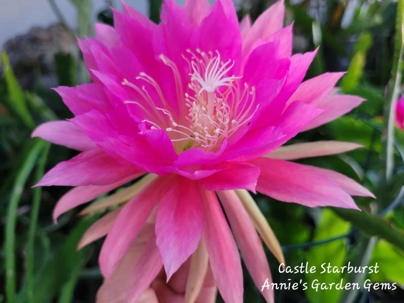 Epiphyllum Castle Starburst orchid cactus flower with vivid pink-magenta petals and light center