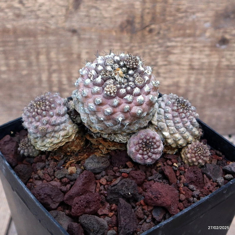 D3675 COPIAPOA BARQUITENSIS pot14-H10-W14 cm MaMa Cactus Green Plant