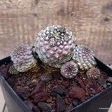 D3675 COPIAPOA BARQUITENSIS pot14-H10-W14 cm MaMa Cactus Green Plant