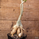 D4085 ADENIUM OBESUM pot12-H38-W12 cm MaMa Cactus Green Plant