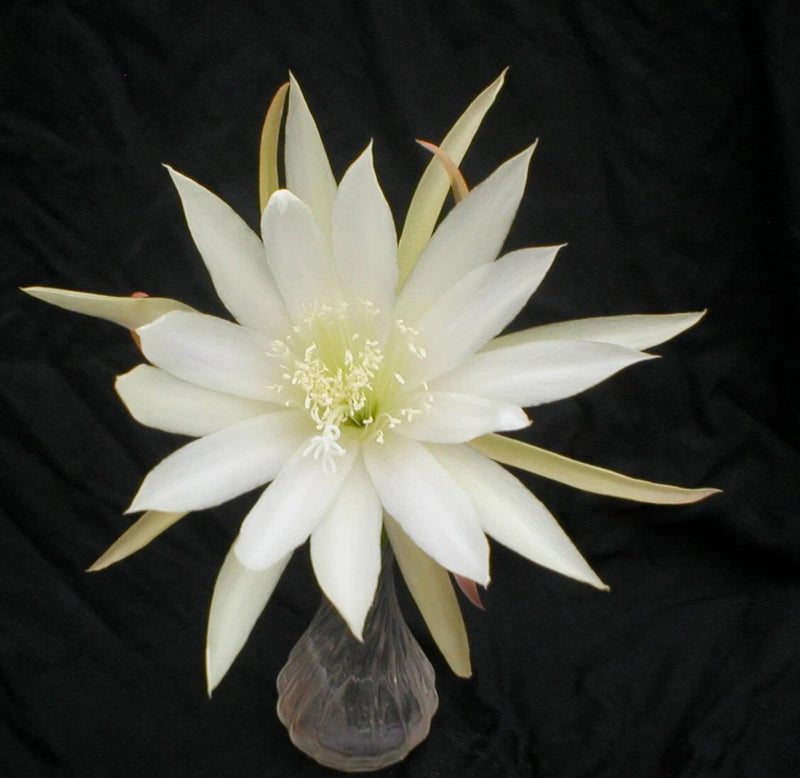 White orchid cactus flower with pointed petals and pale green center