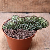 D7718 EUPHORBIA HORRIDA CRESTED pot10-H6-W14 cm MaMa Cactus Green Plant