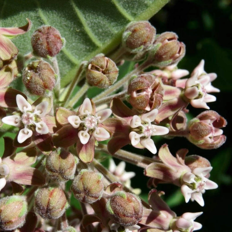 Common Milkweed Seeds (Asclepias syriaca) ~Native Wildflower Pollinator Garden Garden Plants