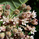 Common Milkweed Seeds (Asclepias syriaca) ~Native Wildflower Pollinator Garden Garden Plants