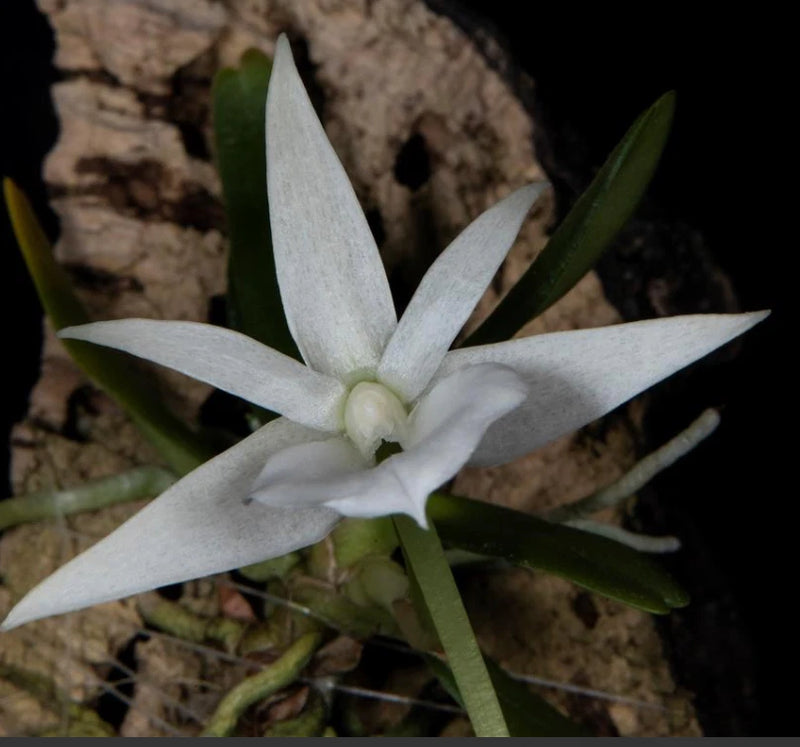 White Angraecum orchid flower with star-shaped petals and green leaves