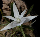 Angraecum rutenbergianum Orchid Species  BS Orchids